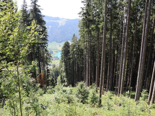 Klimaschutzprojekt Nachhaltiger Waldschutz im Schweizer Wald