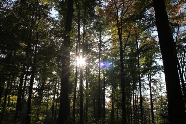 Titelbild Wald
