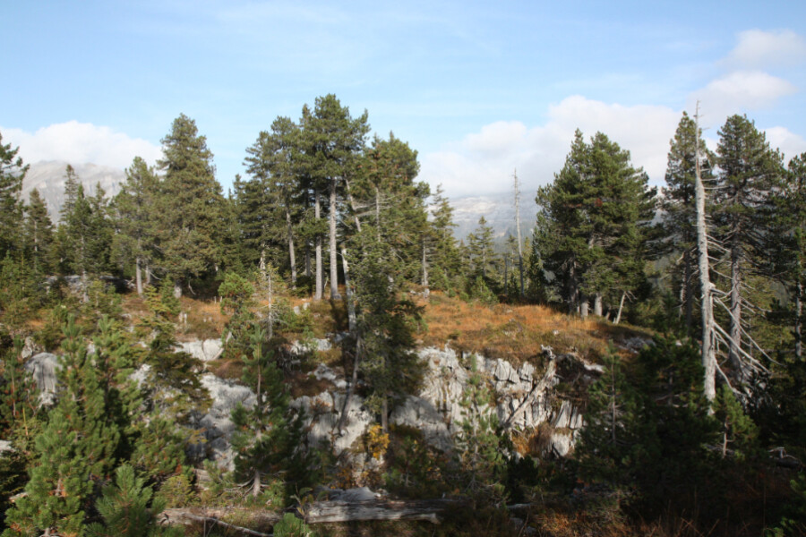 Klimaprojekt Nachhaltige Bewirtschaftung im Schweizer Wald 2