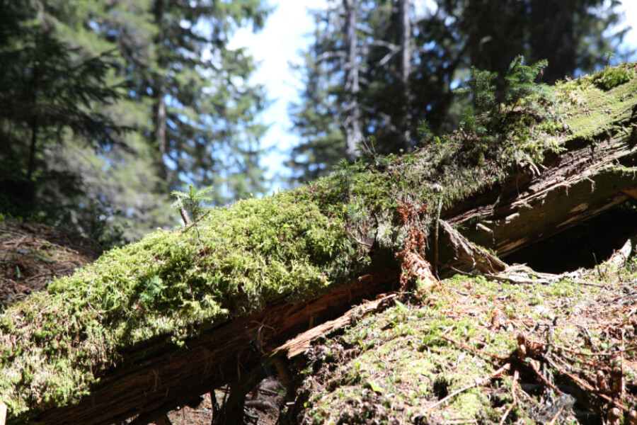 Klimaprojekt Nachhaltige Bewirtschaftung im Schweizer Wald 3