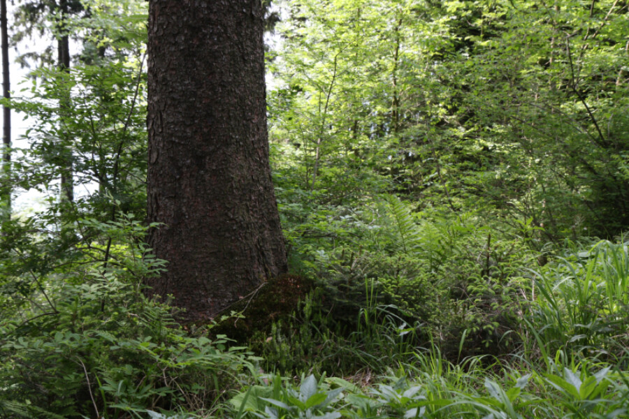 Klimaprojekt Nachhaltige Bewirtschaftung im Schweizer Wald 4