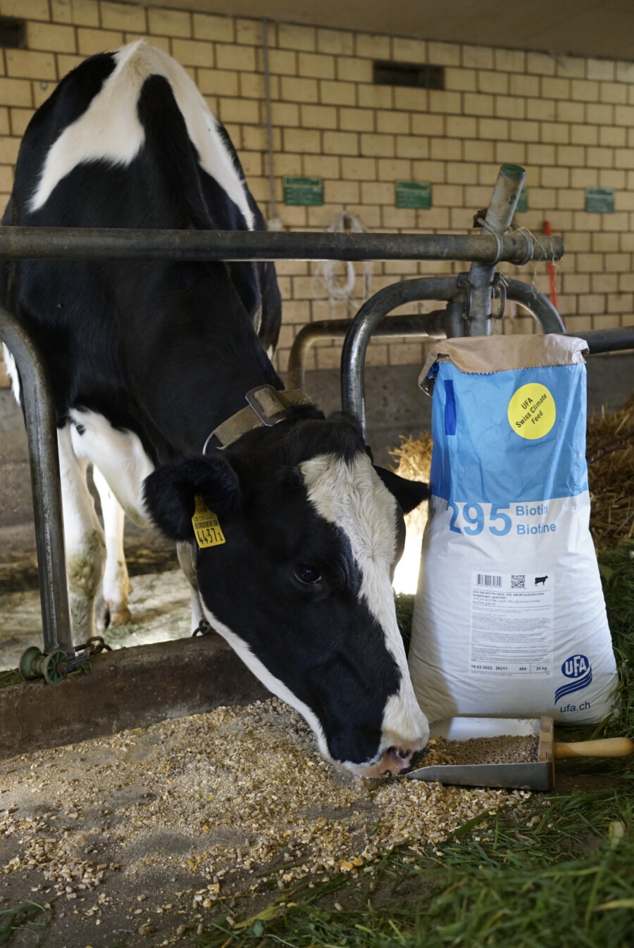 Fenaco mm 220503 USCF Kuh Hoch