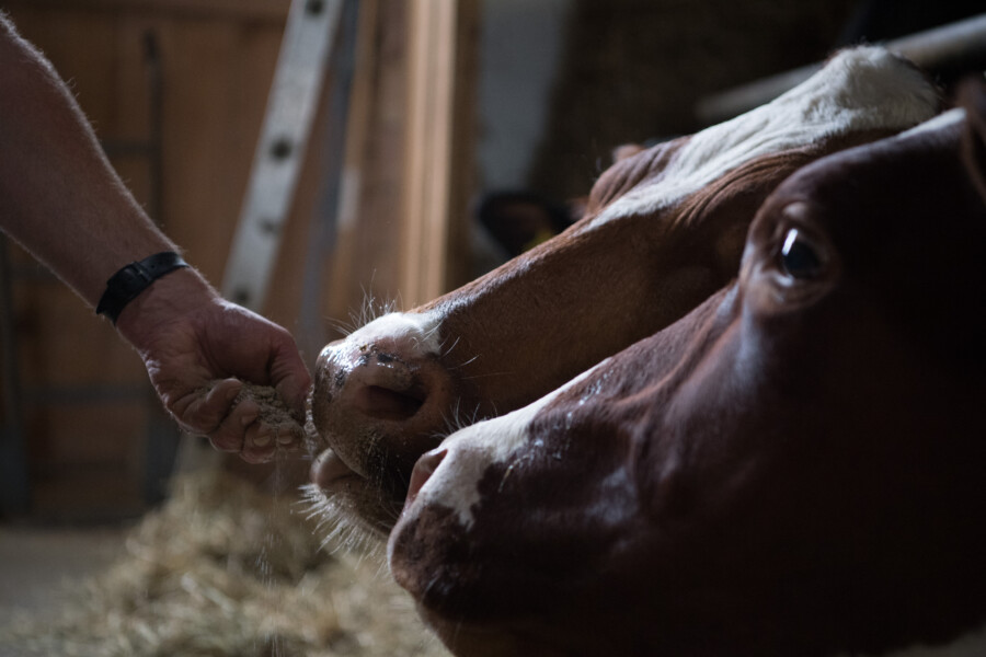 Fenaco mm 220503 UFA Futtermittel Milchkuehe