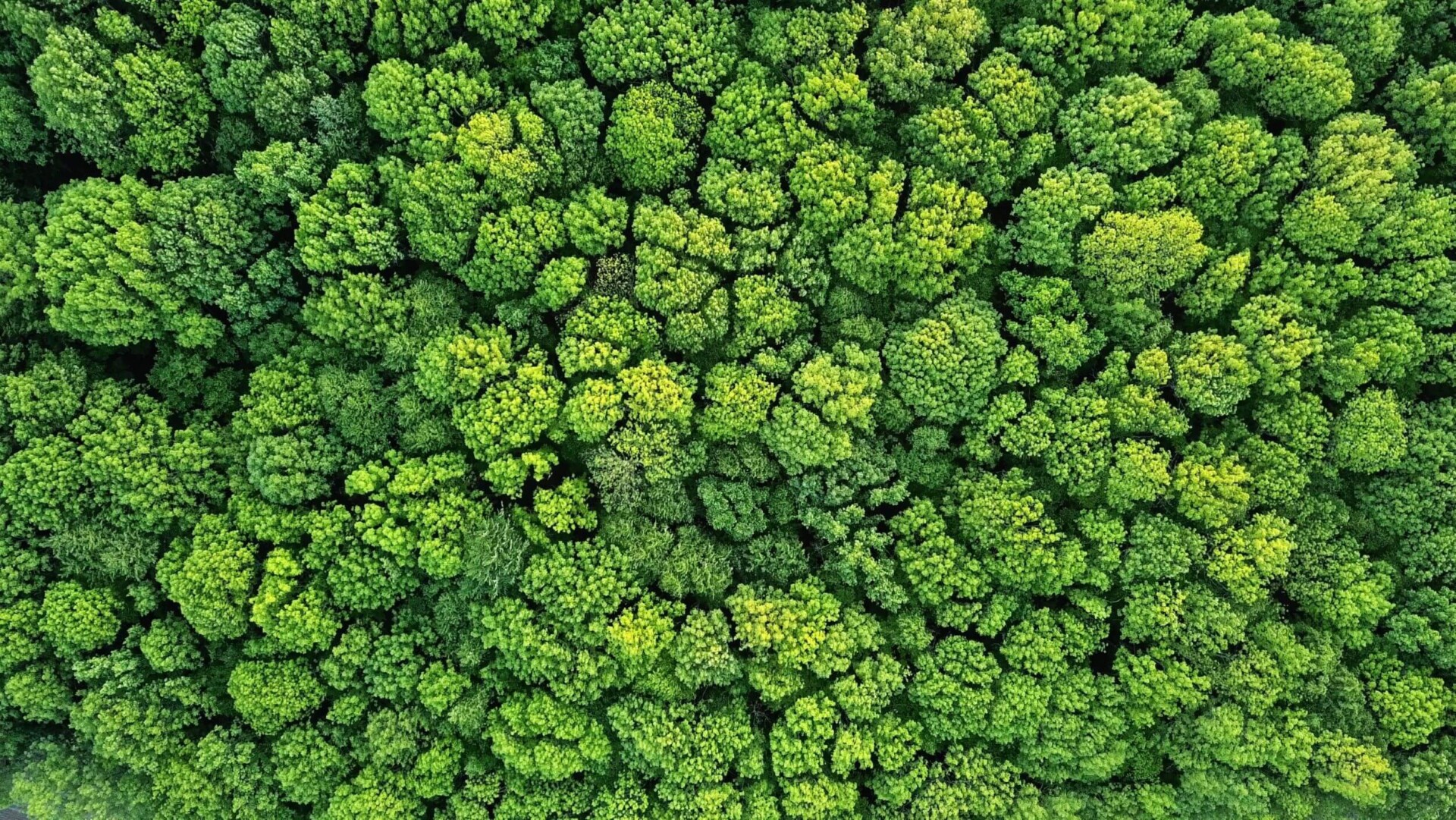 Klimaschutz durch Waelder 2 1