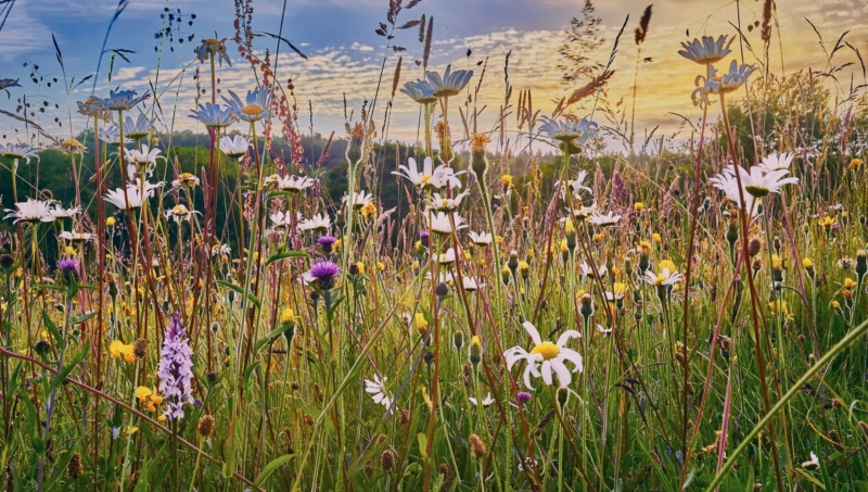 Biodiversity